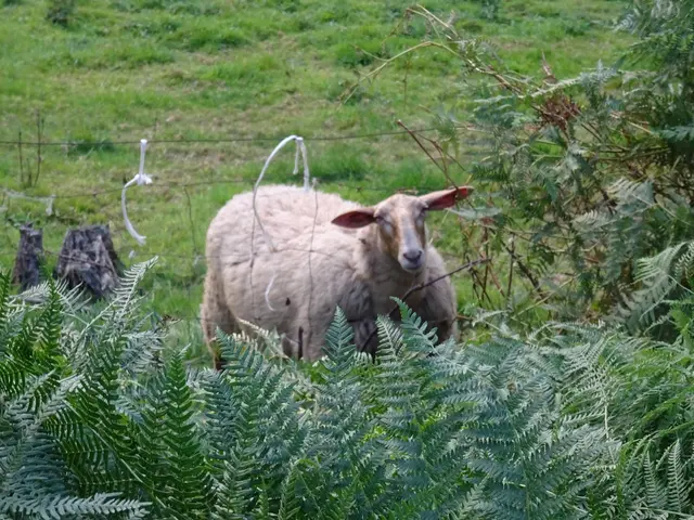 Schäfchen 01 | Foto: Bildrechte: Stefania Herod