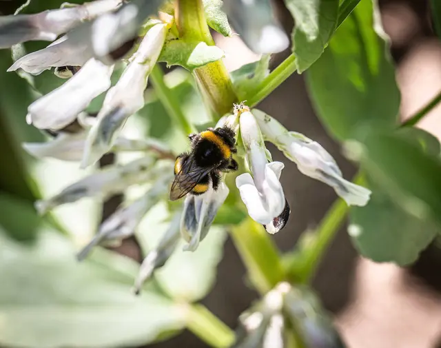 Hülsenfrüchte, wie hier die Ackerbohne, sind nicht nur für die Ernährung gut, sie tragen auch zu einer nachhaltigen Landwirtschaft bei. Foto: DJD/WPR Communication/Daniel Schneider