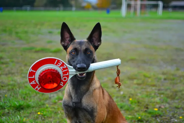 Symbolbild eines Diensthundes der Polizei. | Foto: Alex T. - stock.adobe.com