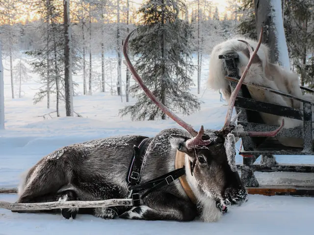 Rentierschlittenfahrt im Salla Wilderness Park | Foto: Martina Schäfer, Bad Honnef-Orscheid