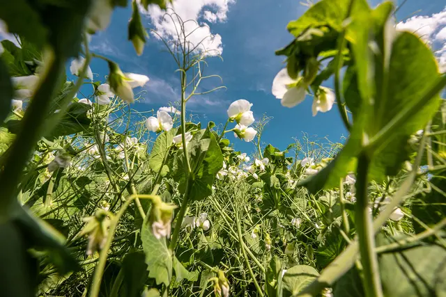 Gut für die Ernährung, gut für die Umwelt: Heimische Hülsenfrüchte leisten einen wichtigen Beitrag zur Biodiversität. Foto: DJD/WPR Communication/UFOP/Daniel Schneider