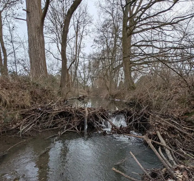 Ein Biberdamm | Foto: Rhein-Sieg-Kreis