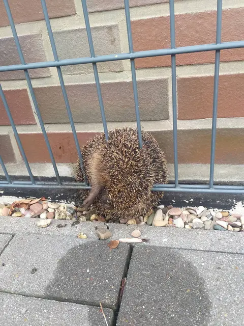 Stabmattenzäune sind eine große Gefahr für Igel. Es geht weder vor und schon gar nicht zurück... | Foto: Igelhilfe Rotenburg-Wümme