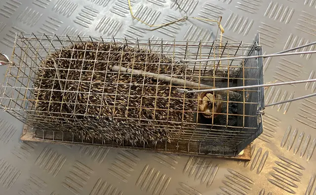 Lebendfallen sind eine große Gefahr für Igel. Wird die Falle nicht laufend kontrolliert, droht Verdursten und Verhungern... | Foto: Igelhilfe Rotenburg-Wümme