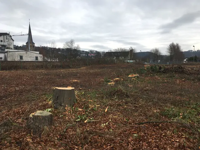 Kahlschlag im Zentrum von Overath. Foto: Die Grünen
