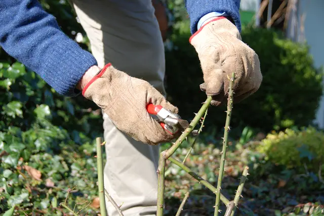Seinen Blick sollte man jetzt auch auf die Rosen lenken und ihnen die nötige Pflege zu kommen lassen. Foto: BGL 