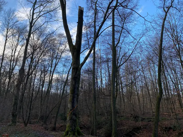 Markierte Bäume im Wald an der Saaler Mühle. Foto: Stadt Bergisch Gladbach