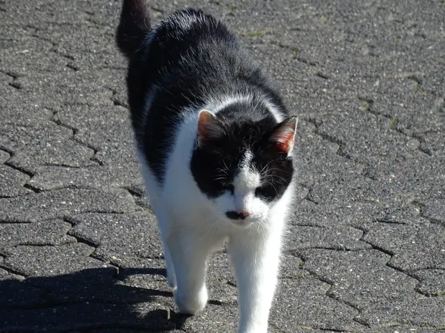 Katze no name  | Foto: Bildrechte: Stefania Herod