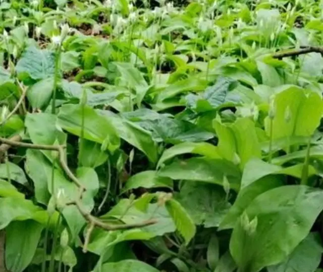 Jetzt sprießt er wieder. In vielen Küchen beliebt. Bärlauch, sehr schmackhaft, aber vielerorts ist die Ernte verboten, so auch im Schlosspark in Brühl.  | Foto: Heike Löhrer