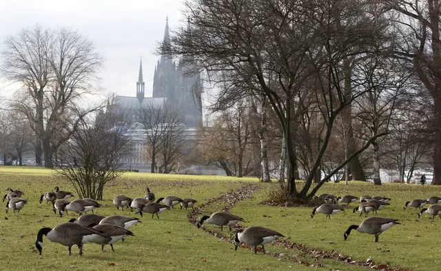 Kanadagänse im Kölner Rheinpark. | Foto: Michael Bause