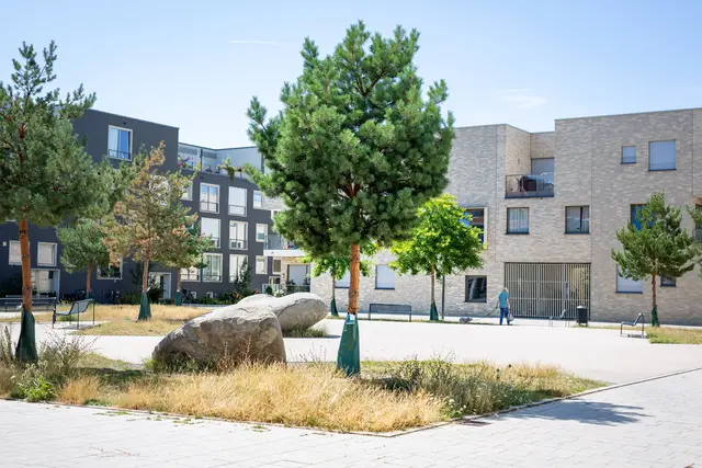 Wassersäcke hängen hier an jungen Bäumen in einer Neubausiedlung im Ortsteil Sülz. Mit Wasser gefüllt geben die Plastikbeutel das Nass kontinuierlich an den Baum ab.  | Foto: Matthias Heinekamp