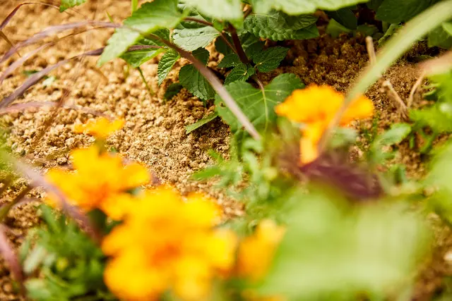 Das Mulchen mit Pellets aus Weizenstroh reduziert den Unkrautwuchs und hilft, die Bodenfeuchtigkeit länger zu bewahren. Foto: DJD/Compo/Witte Wattendorff