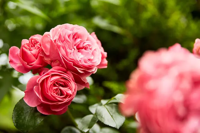 Üppig blühende Rosen sind der Stolz jedes Hobbygärtnernden. Für den Pflanzenschutz eignen sich natürliche Mittel, etwa auf der Basis von Orangenöl. Foto: DJD/Compo/Witte Wattendorff