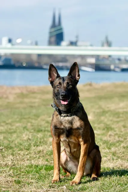 Diensthündin „Ciri“ spürte den flüchtigen Jugendlichen auf. | Foto: Polizei Köln