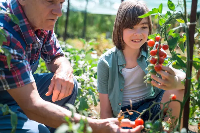 Lecker snacken mit Gemüse aus dem eigenen Garten: Kirschtomaten oder Mini-Gurken lassen sich bereits ab dem Frühsommer ernten. Foto: DJD/SPERLI/Getty Images/mikimad