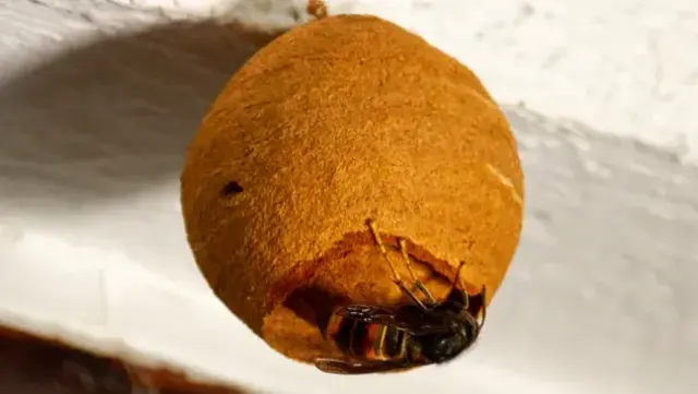 Vespa Velutina | Foto: Bildrechte: Imkerverband Rheinland