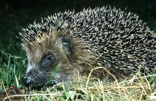 Der Oberbergische Kreis und die Biologische Station Oberberg haben eine Kampagne gestartet, um Igel wirkungsvoll zu schützen. Sie rufen gemeinsam zur Teilnahme am Wettbewerb „Wer hat den igelfreundlichsten Garten im Oberbergischen Kreis?“ auf.  | Foto: OBK