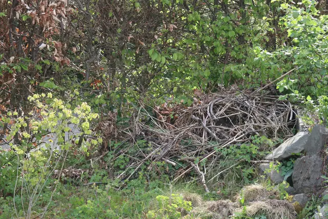 Ein Hügel aus Strauchschnitt bietet dem Igel Sicherheit im Garten. | Foto: OBK