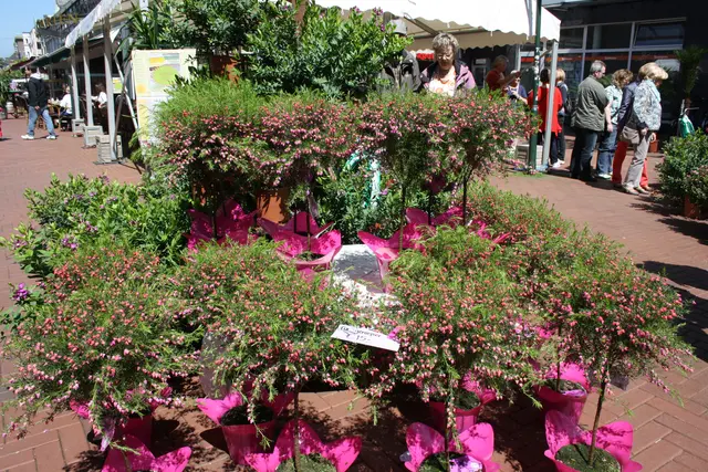 Das Angebot bei der AGO-Veranstaltung „Opladener Frühling“ ist vielfältig und hochwertig: Blumen- und Pflanzenhändler bieten alles für Garten, Balkon und Beet. Weinhändler sorgen für einen stimmungsvollen Auftakt. Foto: Gabi Knops-Feiler 