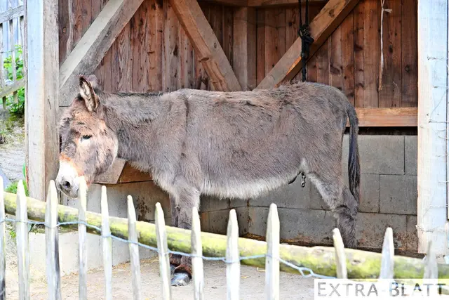 Foto: Steimel
