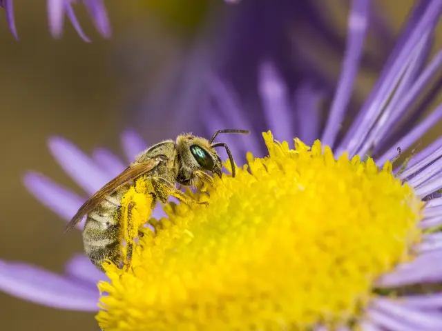 Aufnahme einer dichtpunktierten Goldfurchenbiene (Halictus subauratus). | Foto: Roland Günter