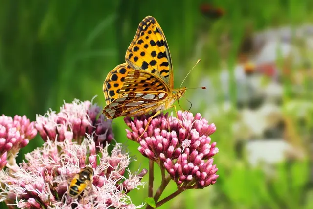 Der Runde Tisch Klima lädt in der Gemeinde zum Naturgarten-Wettbewerb ein.  | Foto: Runder Tisch