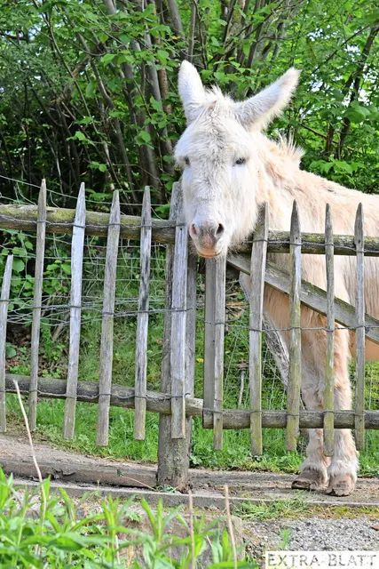 Foto: Steimel