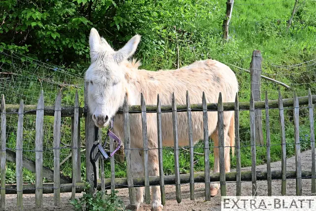 Foto: Steimel