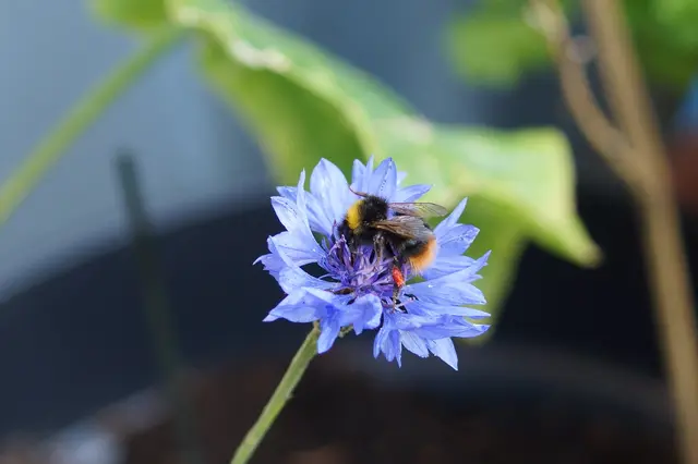 Wiesenhummel, 2019  | Foto: wic