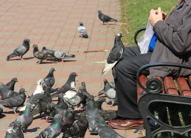 Verstöße gegen das Verbot der Taubenfütterung werden mit  einem empfindlichen Bußgeld belegt. | Foto: Foto  RAG  Archiv