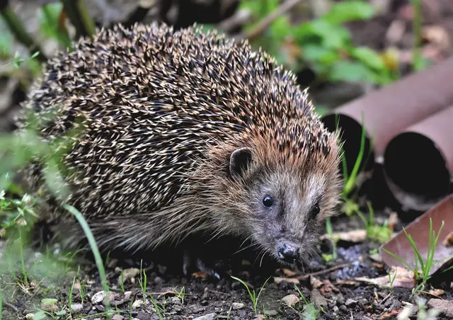So propper und gut genährt wünschen sich die Tierfreunde Rhein-Erft jeden Igel  | Foto: Pixabay