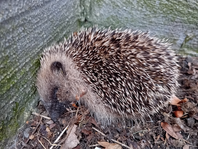 Gefangen im nicht abgedeckten Kellerschacht | Foto: Privat