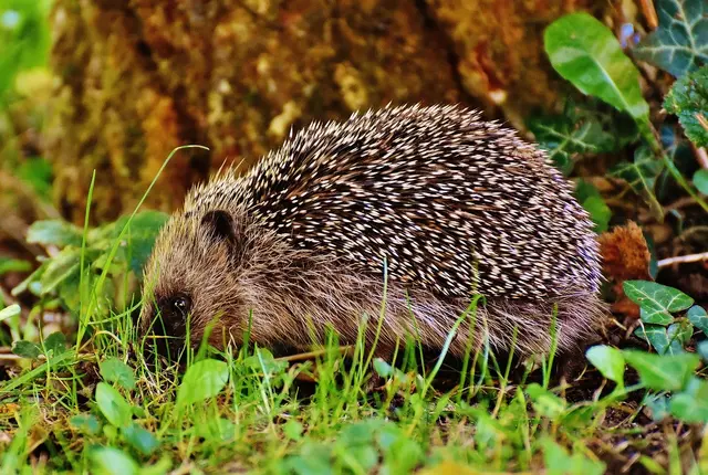 Gesunder Igel auf Futtersuche | Foto: Pixabay