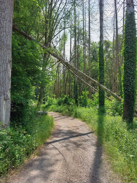 Eigentümerinnen und Eigentümer werden gebeten, ihre Waldflächen nach einem Unwetter auf mögliche Gefahrenstellen zu kontrollieren. | Foto: Stadt Lohmar