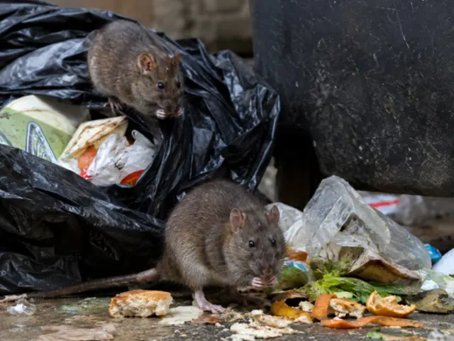 Ratten auf Privatgrundstücken stellen ein Gesundheitsrisiko dar – das Ordnungsamt empfiehlt bei Befall eine schnelle und fachgerechte Bekämpfung sowie vorbeugende Maßnahmen. | Foto: Stadt Lohmar / KI-generiert