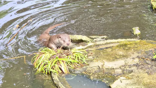 Flink und verspielt jagten die Fischotter durchs Wasser, tauchten an anderer Stelle blitzschnell wieder auf. Die Eltern mit ihren sechs Jungtieren gehören zu den Publikumsmagneten im Wildpark Reuschenberg. Foto: Gabi Knops-Feiler 
