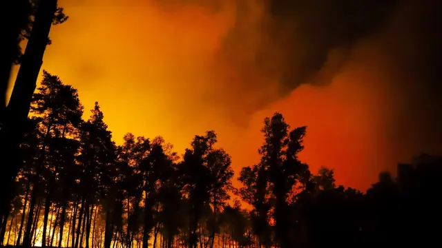 In Brühl und der Region besteht eine hohe Waldbrandgefahr - Stufe 4 von 5.  | Foto: Foto WDR