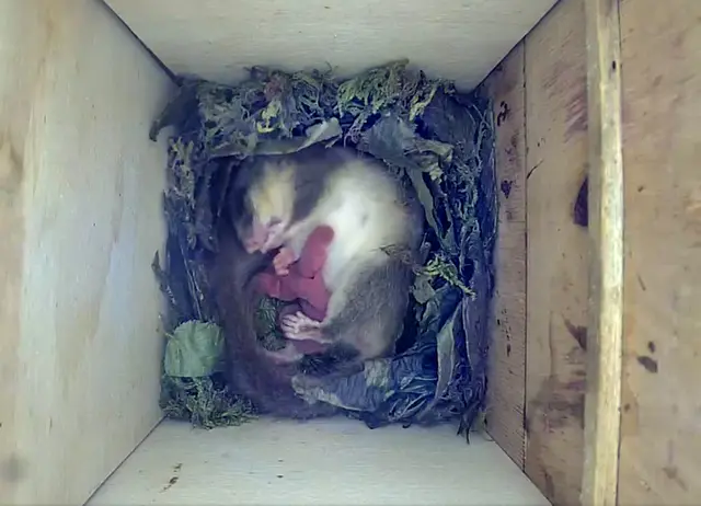 Ein aktueller Blick in die live-webcam: Siebenschläfermutter am 30. Juli mit ihren neu geborenen Jungen. Die Jungen sind noch rosa und in etwa so groß wie eine Bohne. Foto: NABU