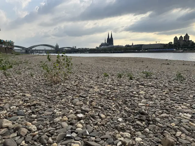Auf Höhe des Rheinparks hat sich das Wasser ebenfalls deutlich zurückgezogen.  | Foto: Büge