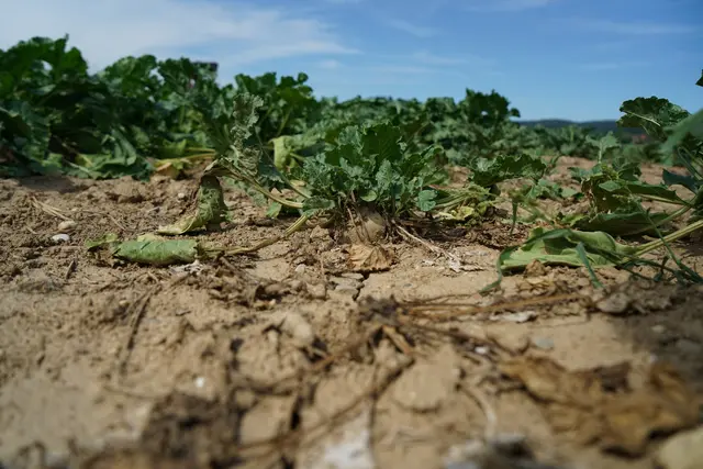 Zu wenig Regen, trockene Böden: Die Landwirte sorgen sich um die Ernten. Foto: stock.adobe.com/helfei