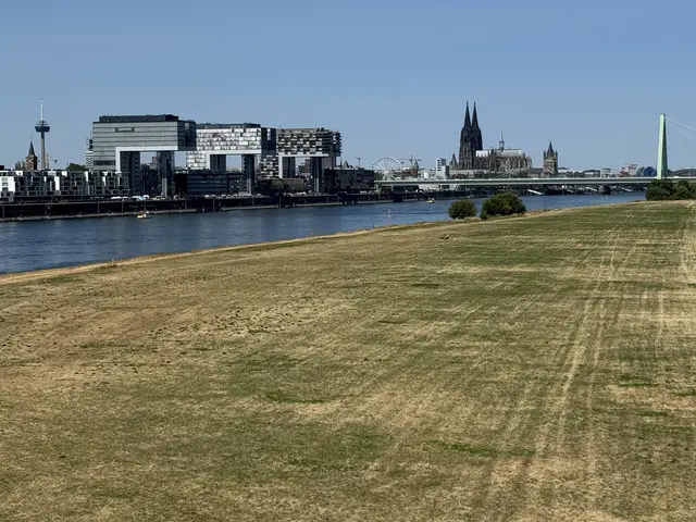 Von der Südbrücke aus sieht man eindrucksvoll, wie wenig Wasser derzeit noch im Rhein fließt.  | Foto: Büge
