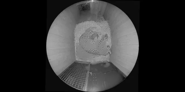 Blick in die Wurfhöhle der Leoparden. 