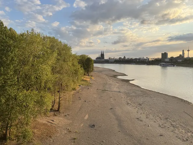 Am 6. August sank der Rheinpegel gegen 18.30 Uhr auf 60 Zentimeter, ein neuer Rekordwert. 