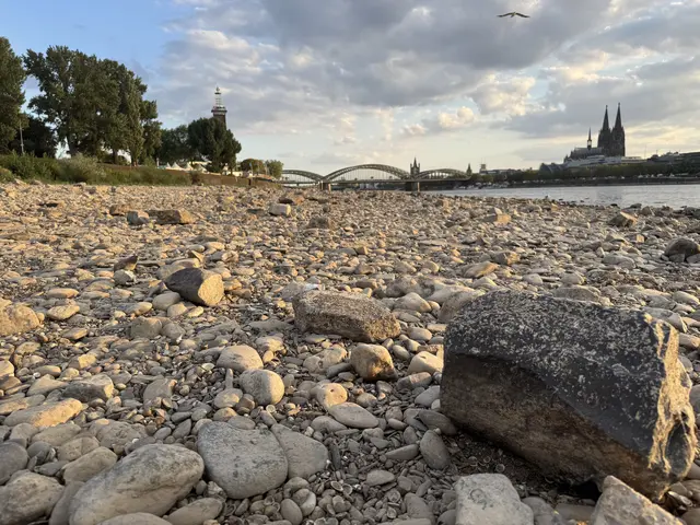 Der Rheinpegel lag am Abend des 6. August nur noch bei 60 Zentimetern.  | Foto: Büge