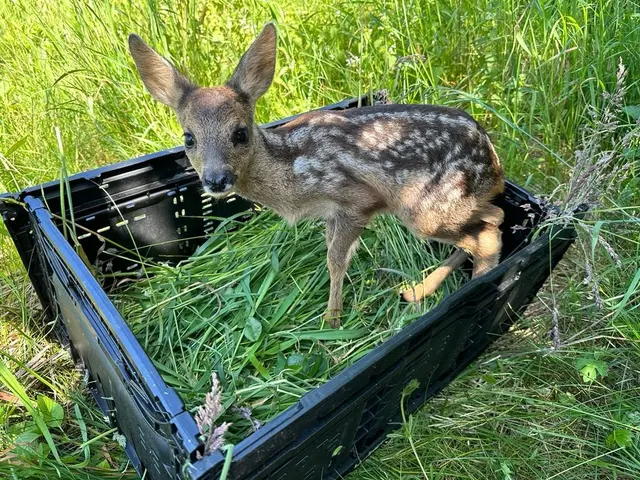 Das Kitz ist in Sicherheit. Foto: Leverkusener Jägerschaft