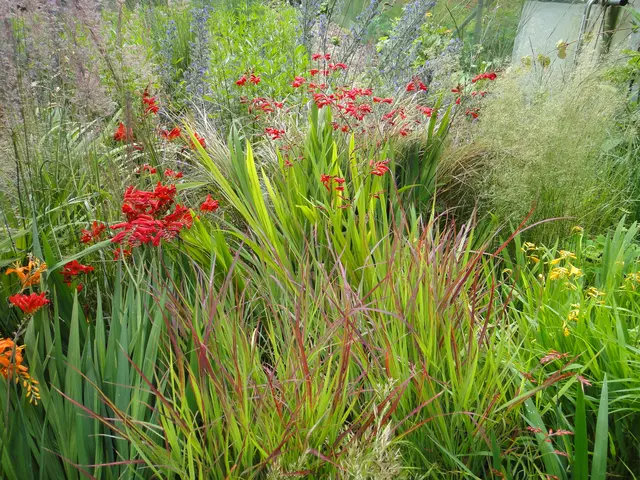 Verschiedene Gräser, unter anderem das rote Japanblutgras 'Red Baron', passen wunderbar in den Garten. Foto: elegrass