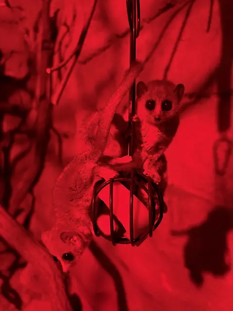 Foto: Kölner Zoo