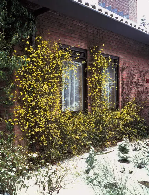Der Winterjasmin (Jasminum nudiflorum) öffnet bereits ab Januar seine goldgelben Blüten. Foto: BGL