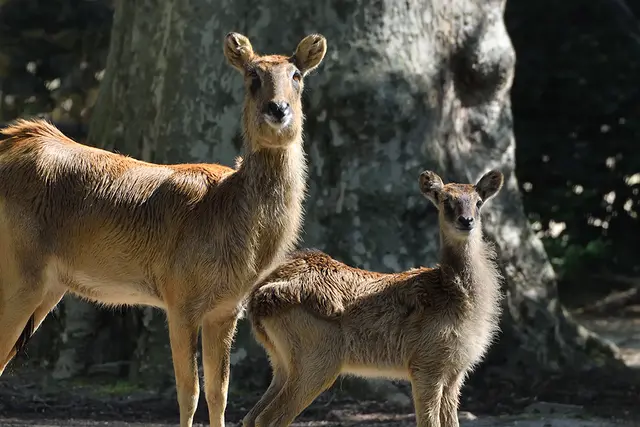 Foto: Rolf Schlosser