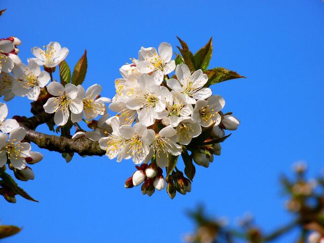 Obstbaumblüte Altes Land | Foto: frei verwendbare creative commons Lizenz auf Pixabay